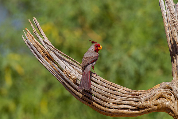 Pyrrhuloxia KAC9101