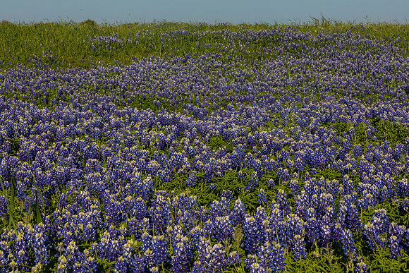 Texas Bluebonnet KAC0839