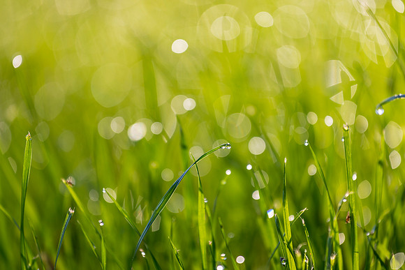Grass Morning Spring KAC0576
