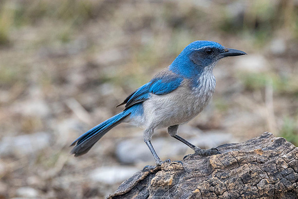 Woodhouse's Scrub-Jay KAC0845
