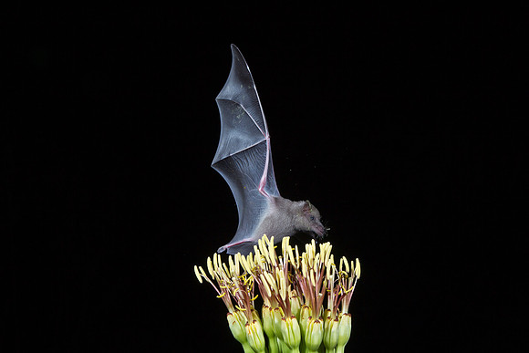 Mexican Long-tongued Bat KAC2065