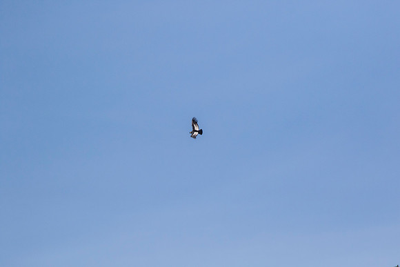 Andean Condor KAC8468