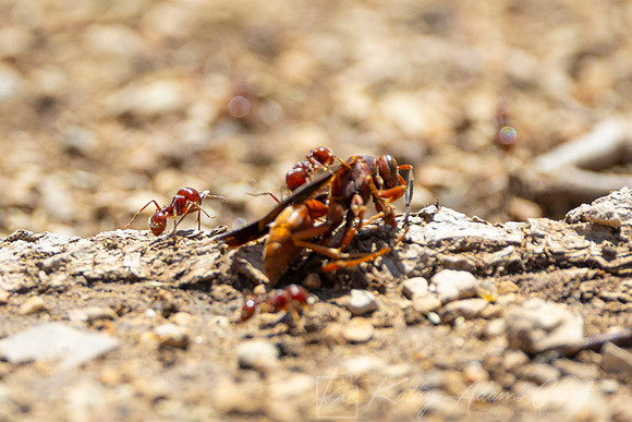 Harvester ant KAC1225