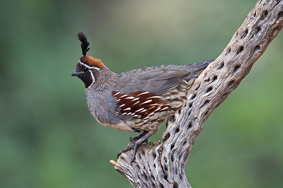 Gambel's quail KAC1685