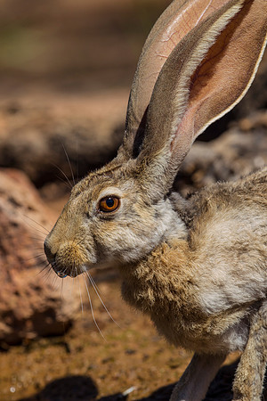 Antelope jackrabbit KAC8886