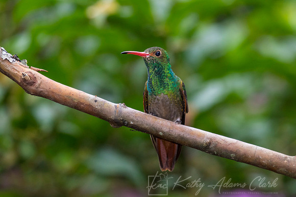 Rufous-tailed hummingbird KAC9602