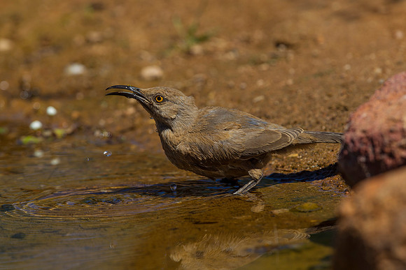 Curve-billed thrasher KAC9113