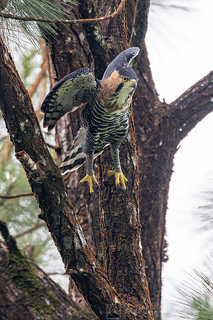 Ornate hawk-eagle KAC6646