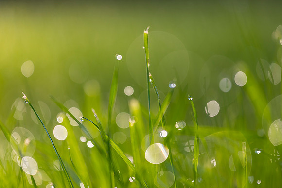 Grass Morning Spring KAC0570