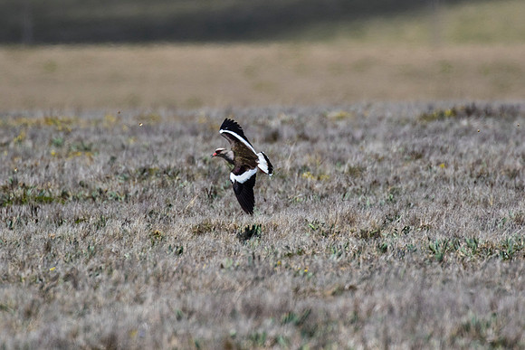 Andean lapwing KAC8686