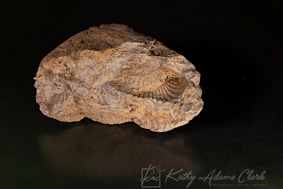Fossil Shell KAC0070
