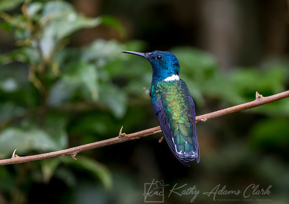 White-necked jacobin hummingbird KAC9456