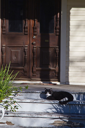 Domestic cat KAC7264
