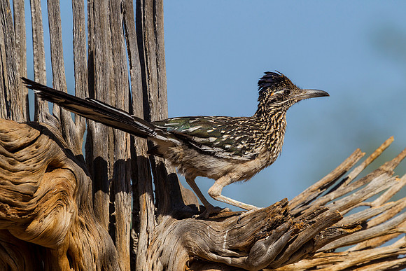 Greater roadrunner KAC9001