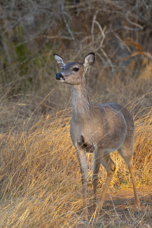 White-tailed deer KAC2792