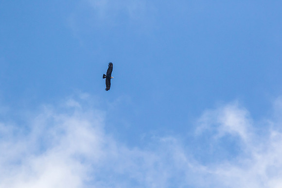 Andean Condor KAC8361