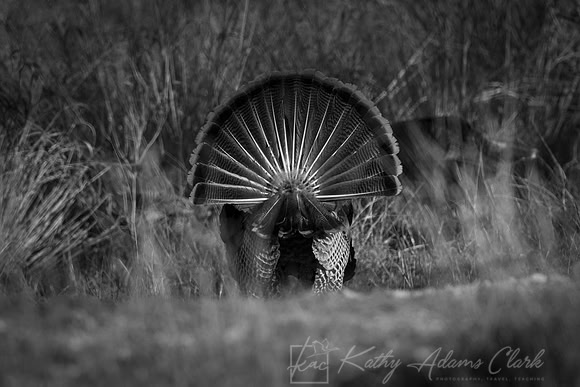 Wild Turkey KAC7917