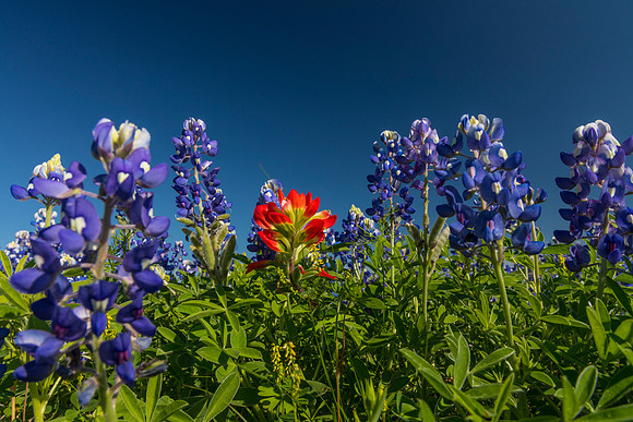 Indian Paintbrush KAC0780