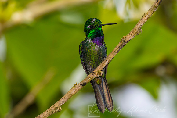 Purple-bibbed whitetip Hummingbird KAC9610