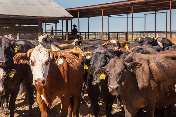 Cattle in Pen PAE1419