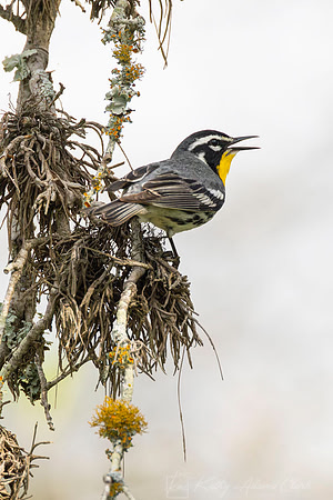Yellow-throated warbler KAC6067_1