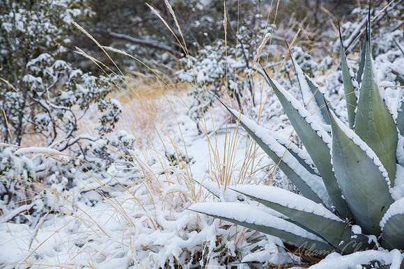 Havard Agave Snow KAC0695