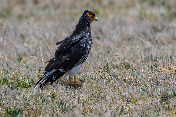 Carunculated caracara KAC8627