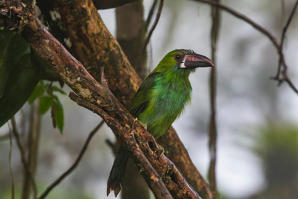 Crimson-rumped toucanet KAC9734