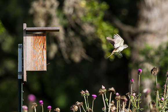 Ash-throated flycatcher KAC8347