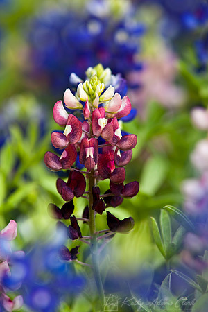 Bluebonnet Aggie variety KAC7931