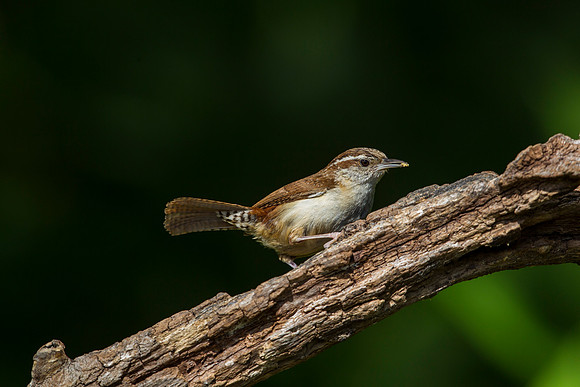 Carolina wren KAC7986