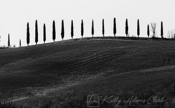 Cypress trees Tuscany KAC4266BW