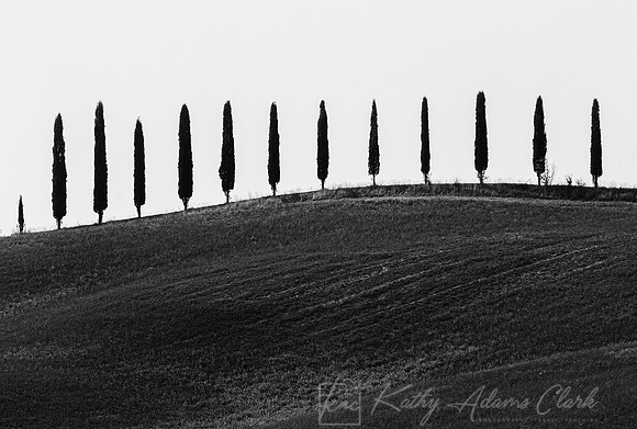 Cypress trees Tuscany KAC4266BW2