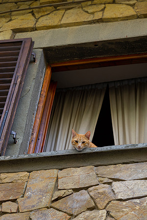 Domestic cat KAC3007