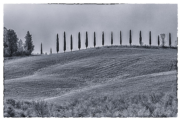 Cypress Trees Tuscany KAC4266NIK copy