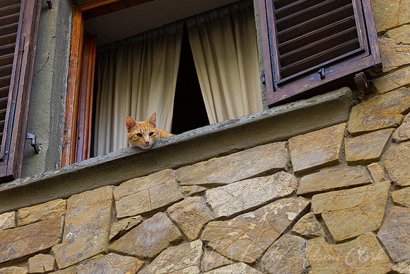 Domestic cat KAC3012