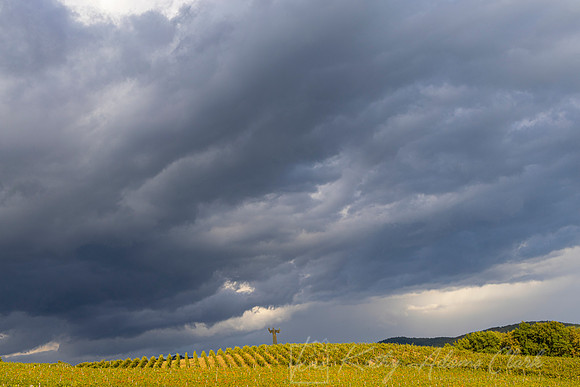 Vineyards Tuscany KAC3065