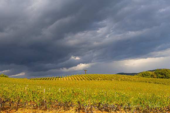 Vineyards Tuscany KAC3064