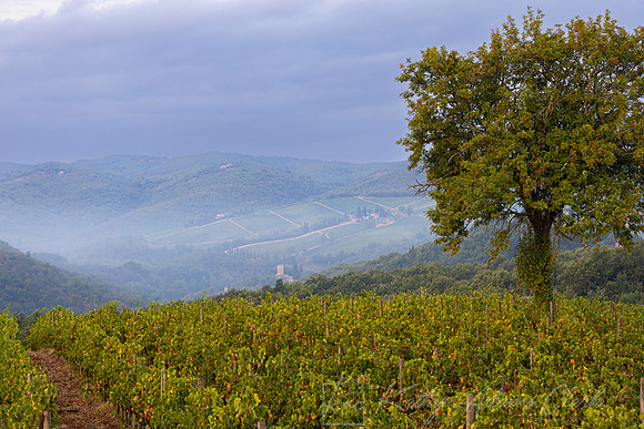 Vineyards Tuscany KAC3094