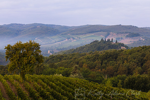 Vineyards Tuscany KAC3096