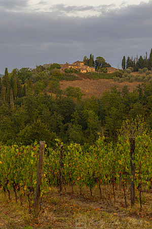 Vineyards Tuscany KAC3099