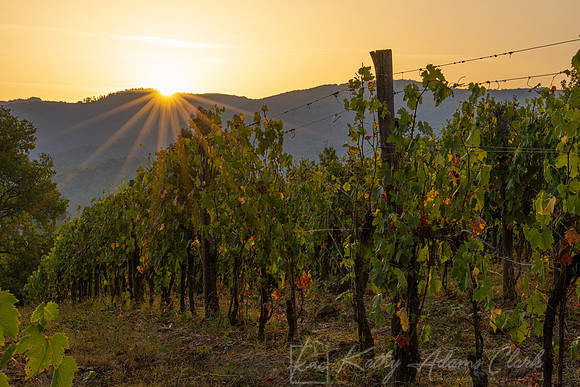 Vineyards Tuscany KAC3105