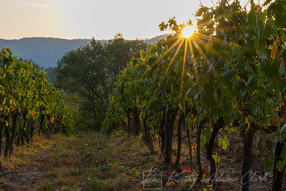 Vineyards Tuscany KAC3109