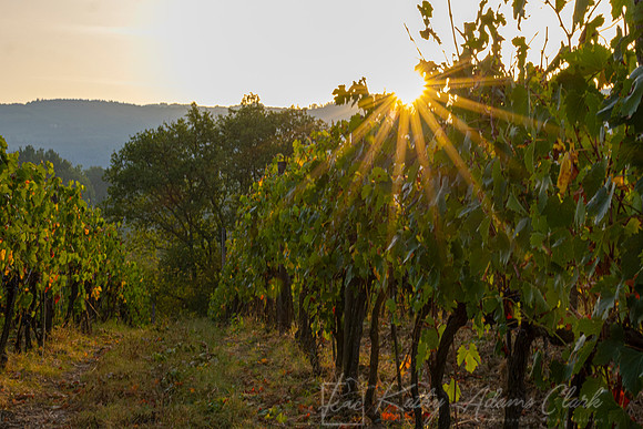 Vineyards Tuscany KAC3110