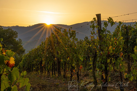 Vineyards Tuscany KAC3106
