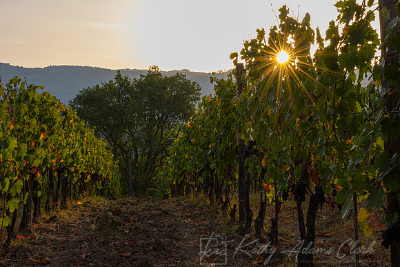 Vineyards Tuscany KAC3112