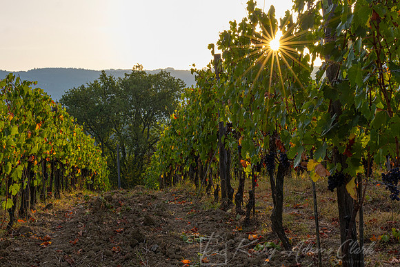 Vineyards Tuscany KAC3116