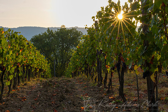 Vineyards Tuscany KAC3117