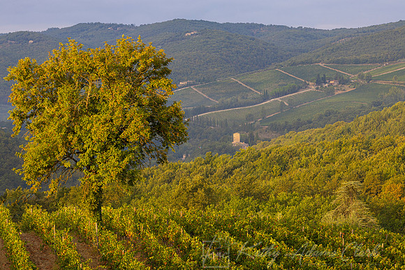 Vineyards Tuscany KAC3124