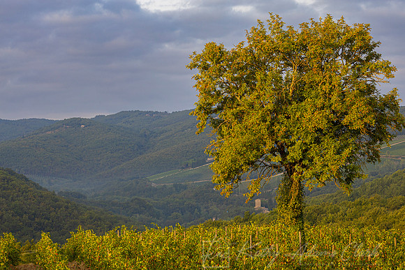 Vineyards Tuscany KAC3127